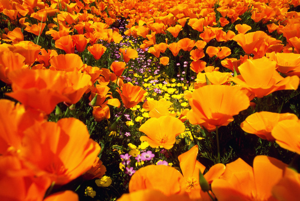 Detail of Wildflowers by Anonymous