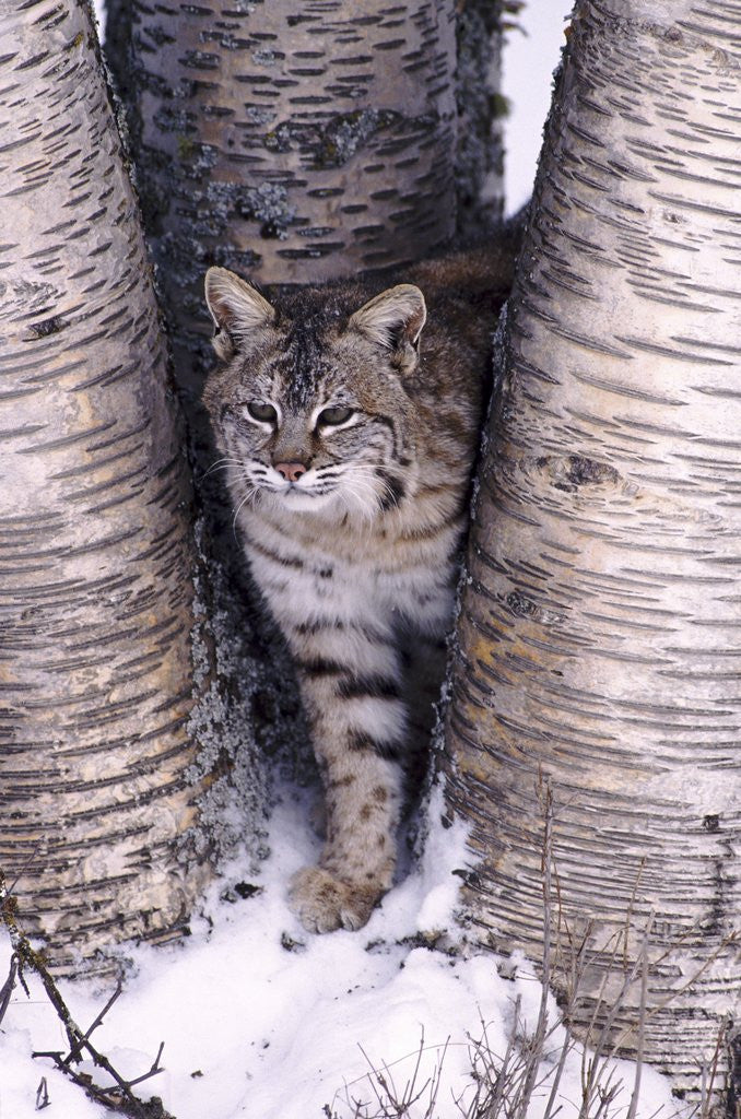 Detail of Bobcat in the snow in Montana by Corbis