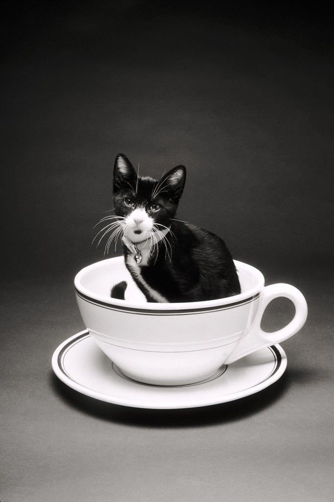 Detail of Kitten in a Teacup by Corbis