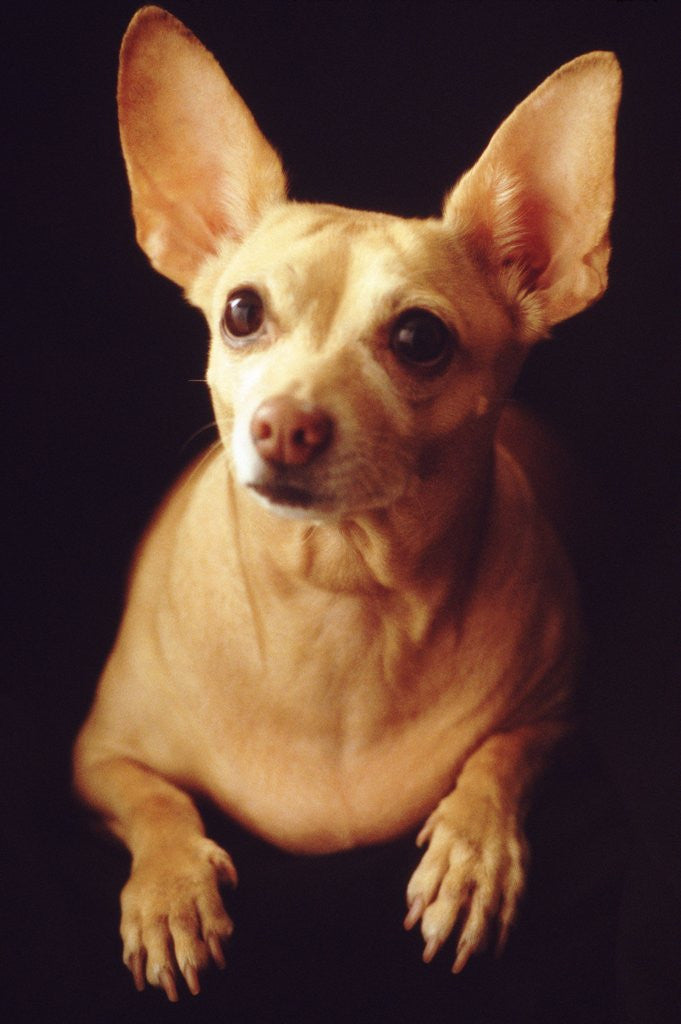 Detail of Alert Chihuahua by Anonymous