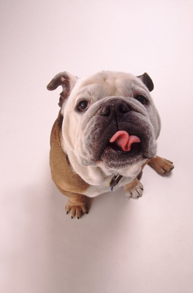 Detail of English bulldog by Anonymous