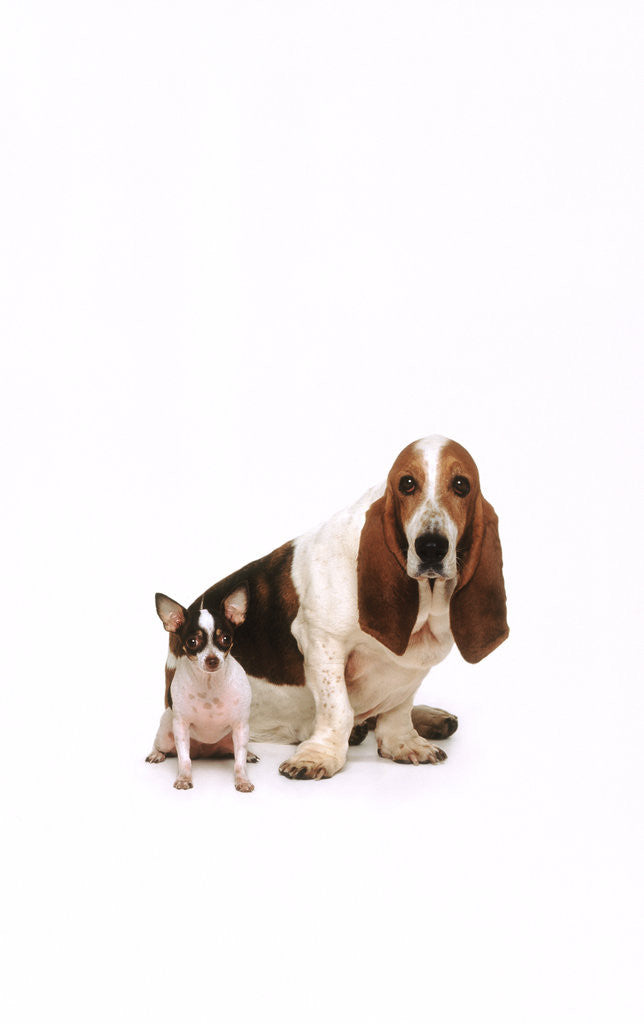 Detail of Basset hound and a chihuahua by Corbis