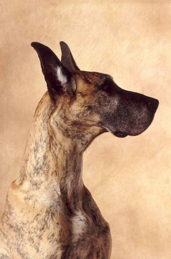 Detail of Profile of a Great Dane by Anonymous