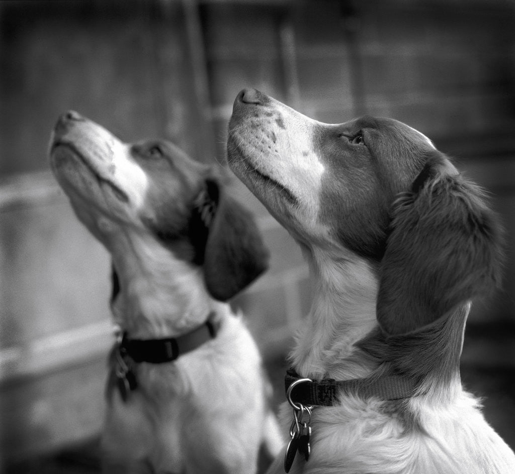 Detail of Brittany Spaniels Waiting Patiently by Anonymous