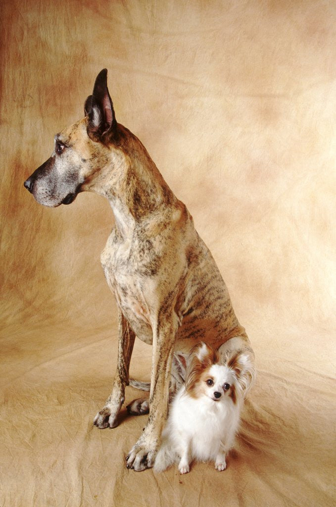 Detail of Papillon and Great Dane by Corbis