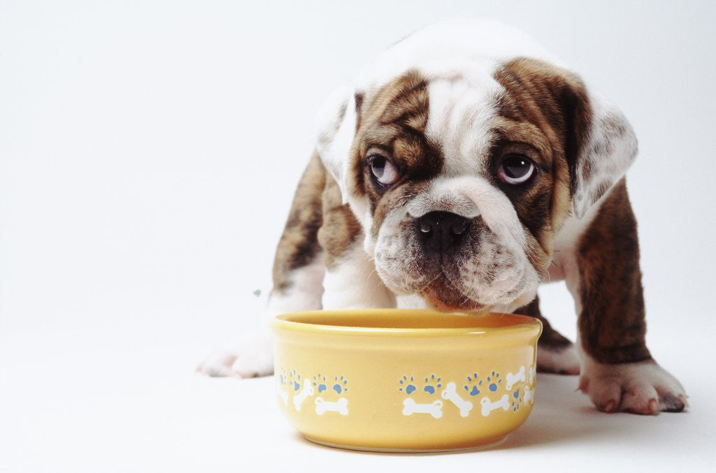 Detail of Bulldog Puppy Looking Up From His Bowl by Corbis