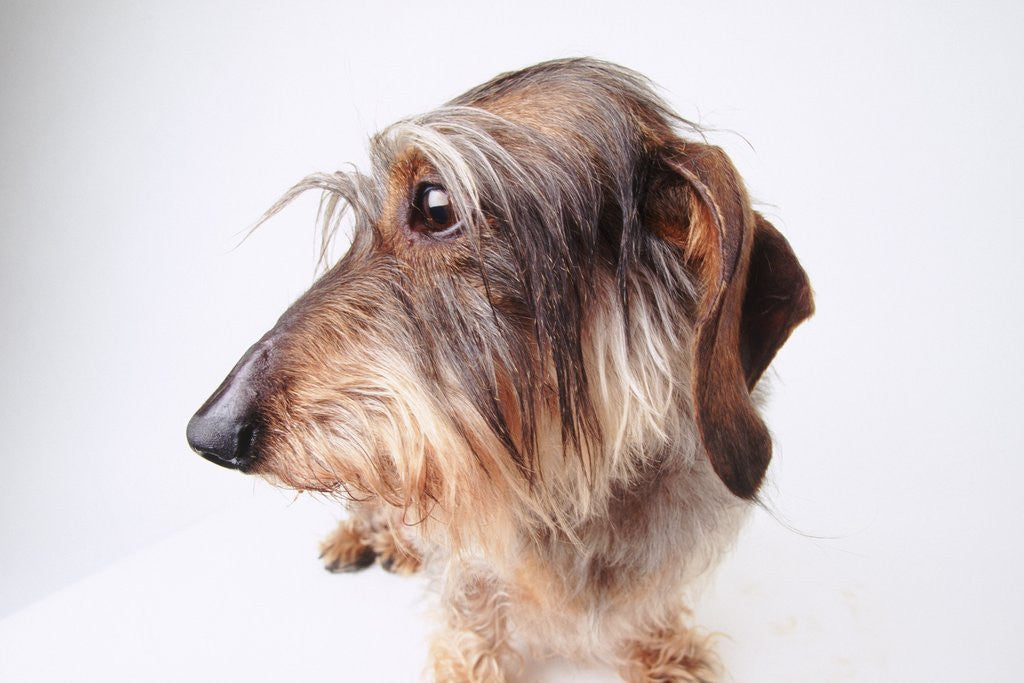 Detail of Dachshund Looking Away by Corbis