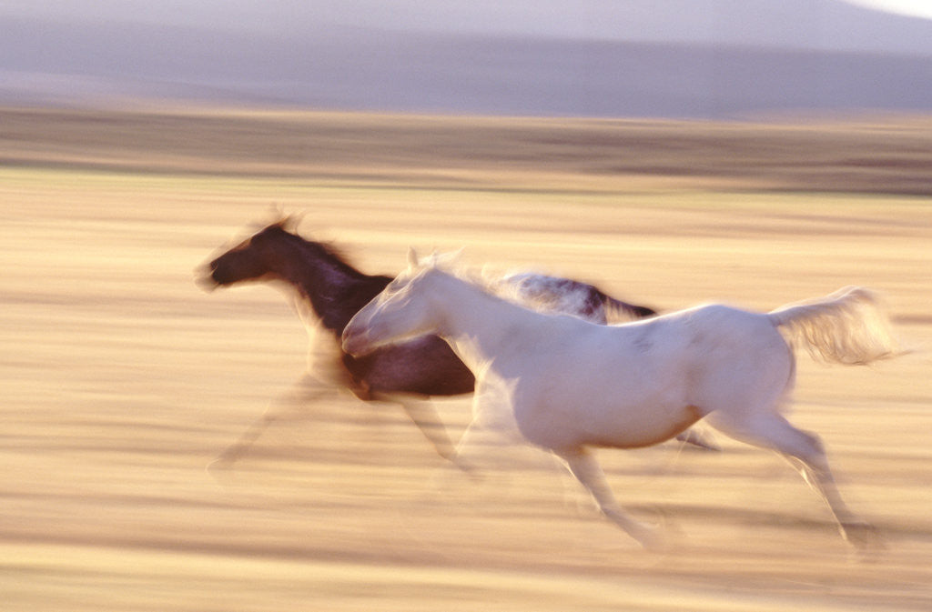 Detail of Horses Running by Anonymous