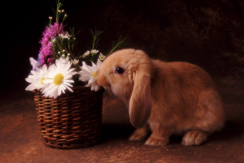 Detail of Bunny Smelling Basket of Daisies by Corbis