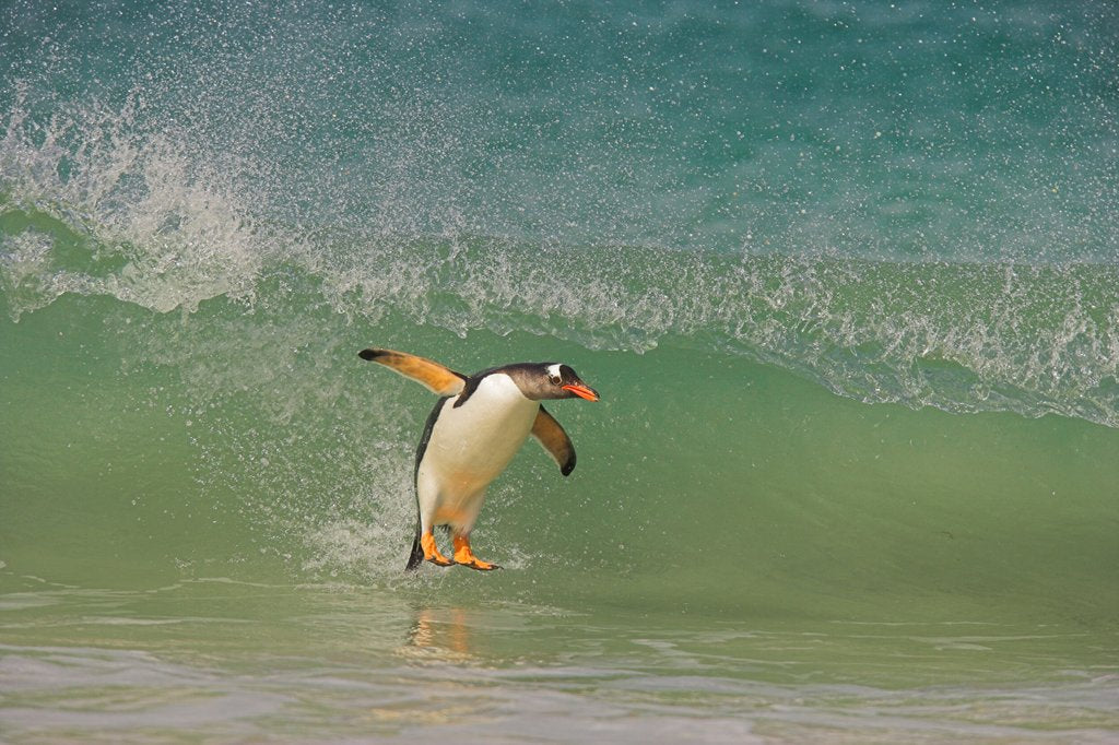 Detail of Surfing Penguin by @wildmanrouse