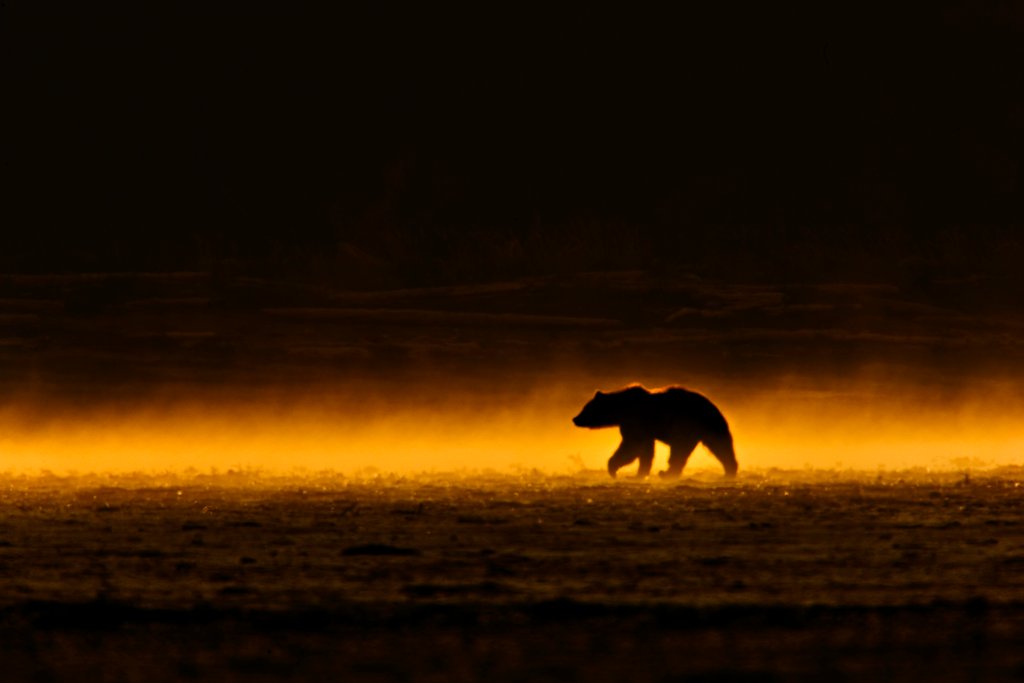 Detail of Grizzly mist by @wildmanrouse