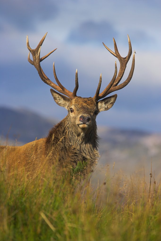 Detail of Highland stag by @wildmanrouse