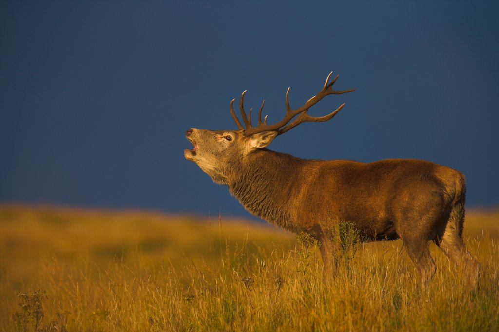 Detail of Highland stag in rut by @wildmanrouse