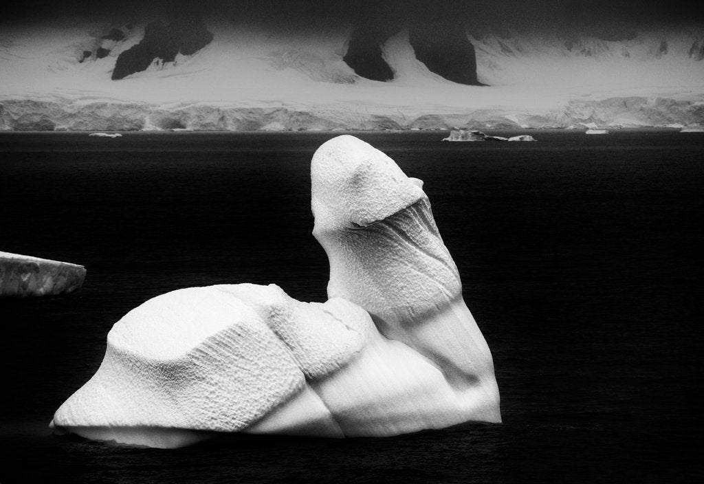 Detail of Cockberg noir by @wildmanrouse