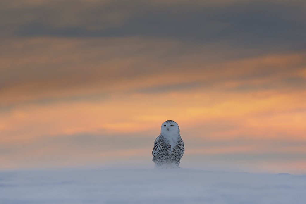 Detail of Snowy Owl twilight by @wildmanrouse