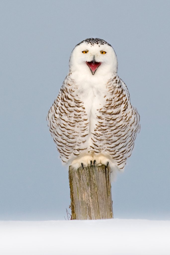 Detail of Snowy Owl portrait by @wildmanrouse