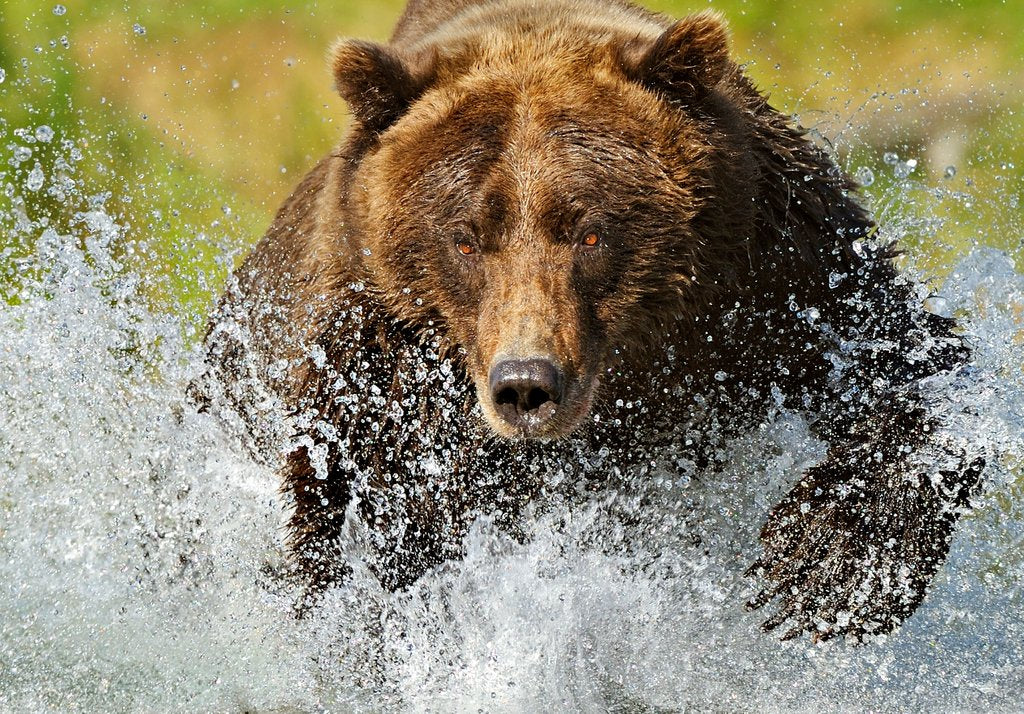 Detail of Power by @wildmanrouse