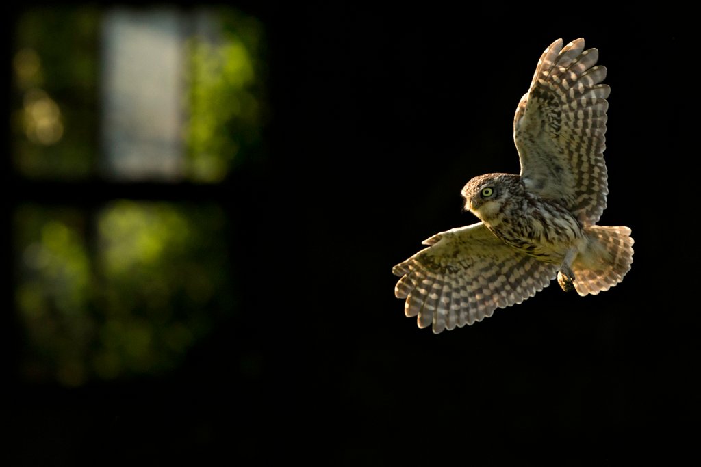 Detail of Flying Home by @wildmanrouse