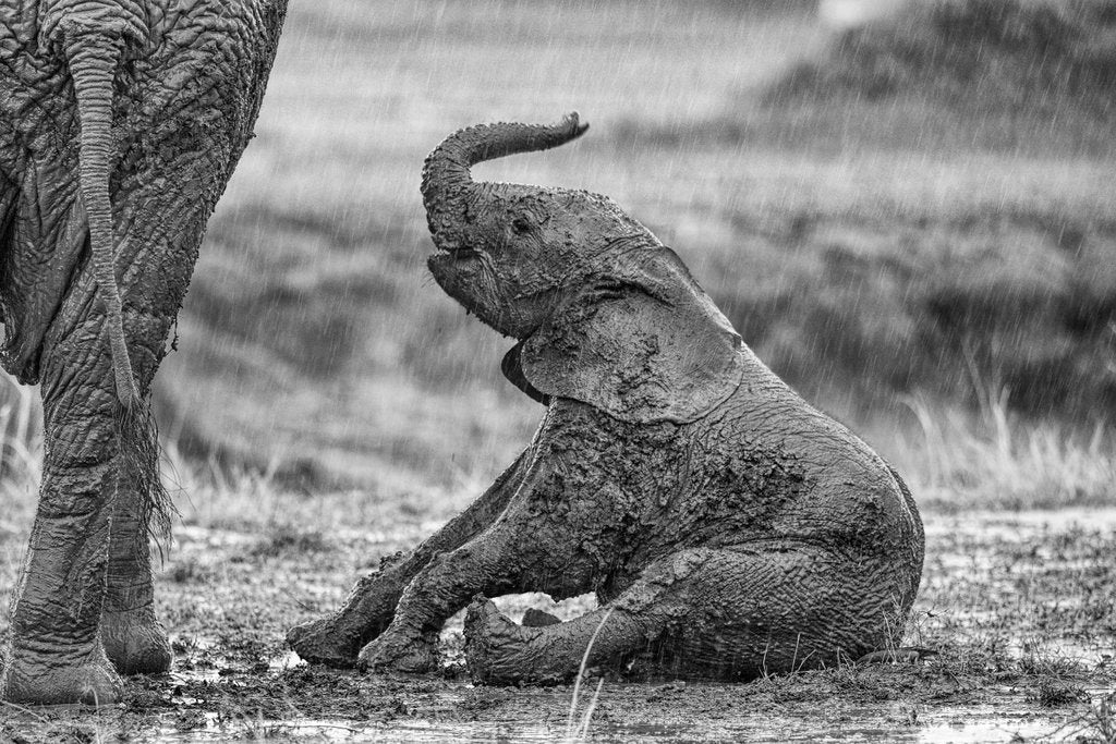 Detail of Fun in the rain by @wildmanrouse