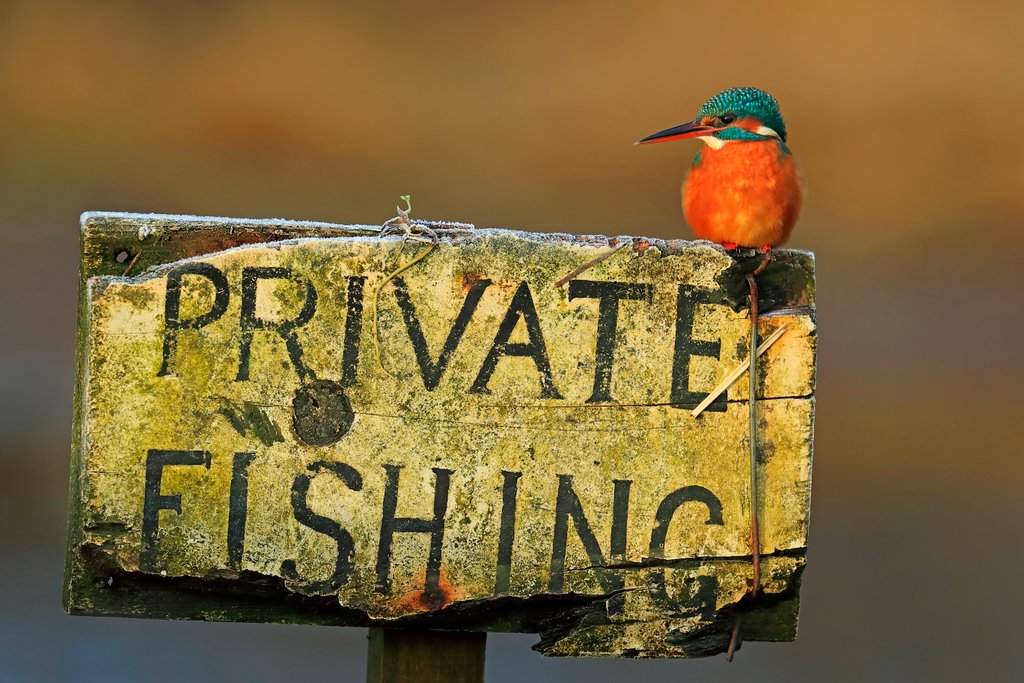 Detail of It’s not private for me! by @wildmanrouse