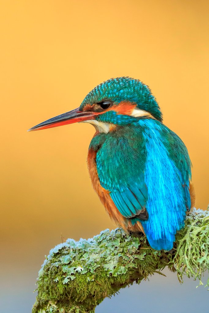 Detail of Beautiful kingfisher by @wildmanrouse