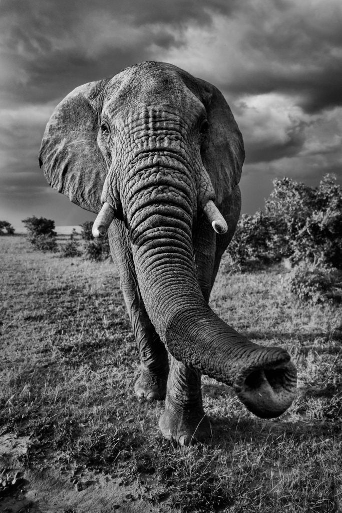 Detail of Friendly giant by @wildmanrouse