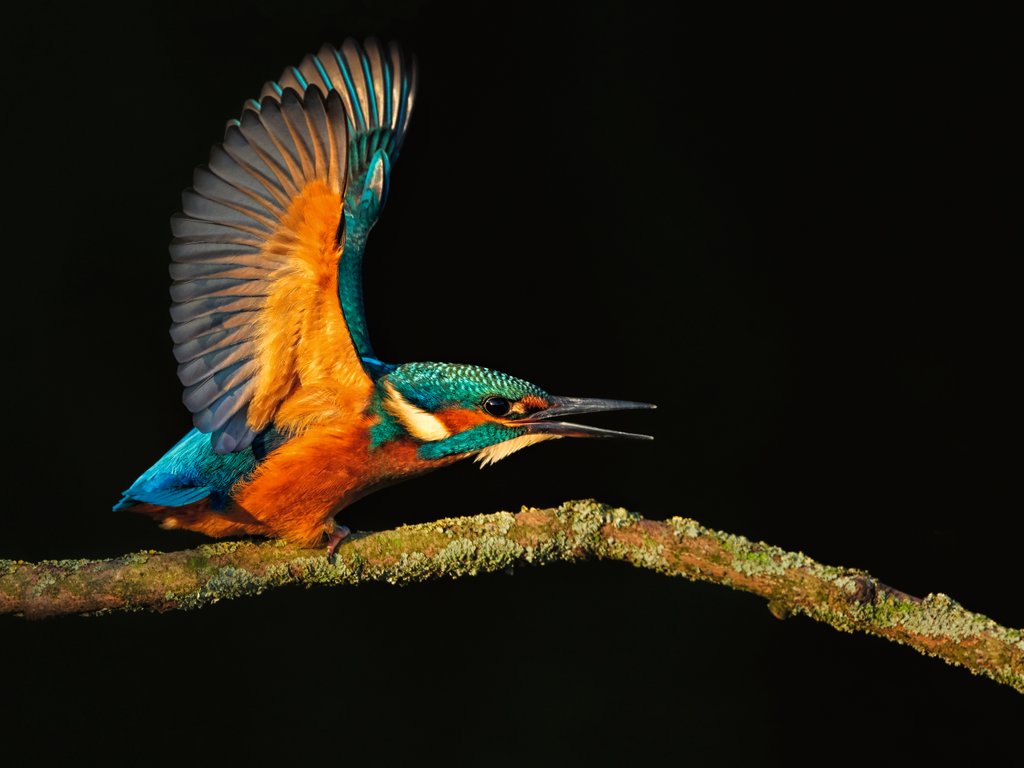 Detail of Winter warmer II by @wildmanrouse