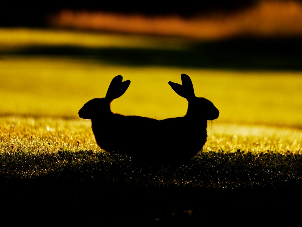 Detail of Double trouble by @wildmanrouse