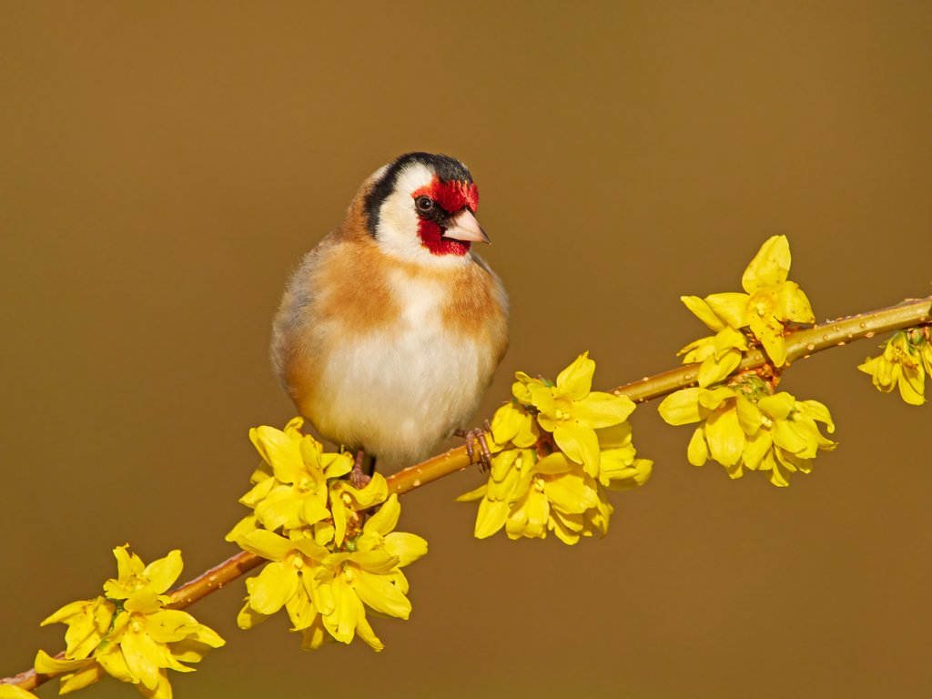 Detail of Goldfinch in spring by @wildmanrouse