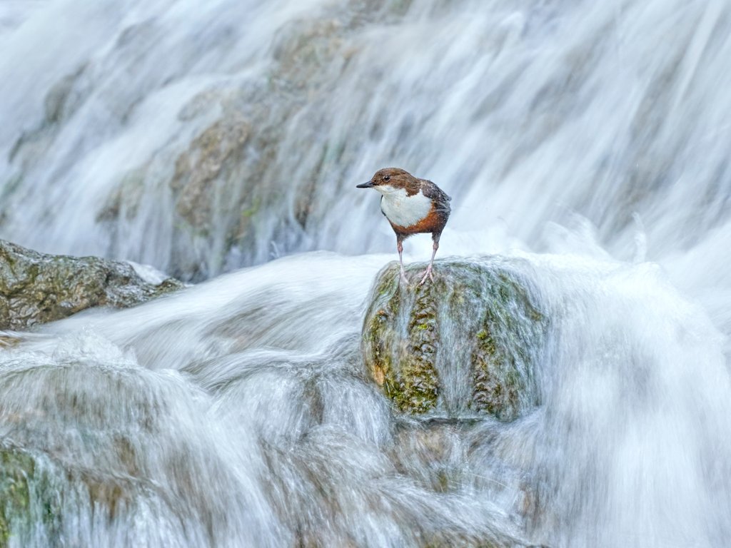 Detail of Dipper dreams by @wildmanrouse