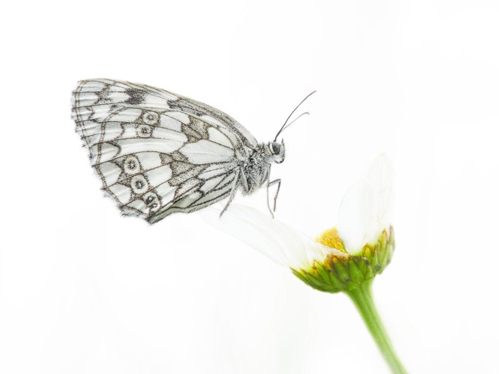 Detail of Marbled white by @wildmanrouse