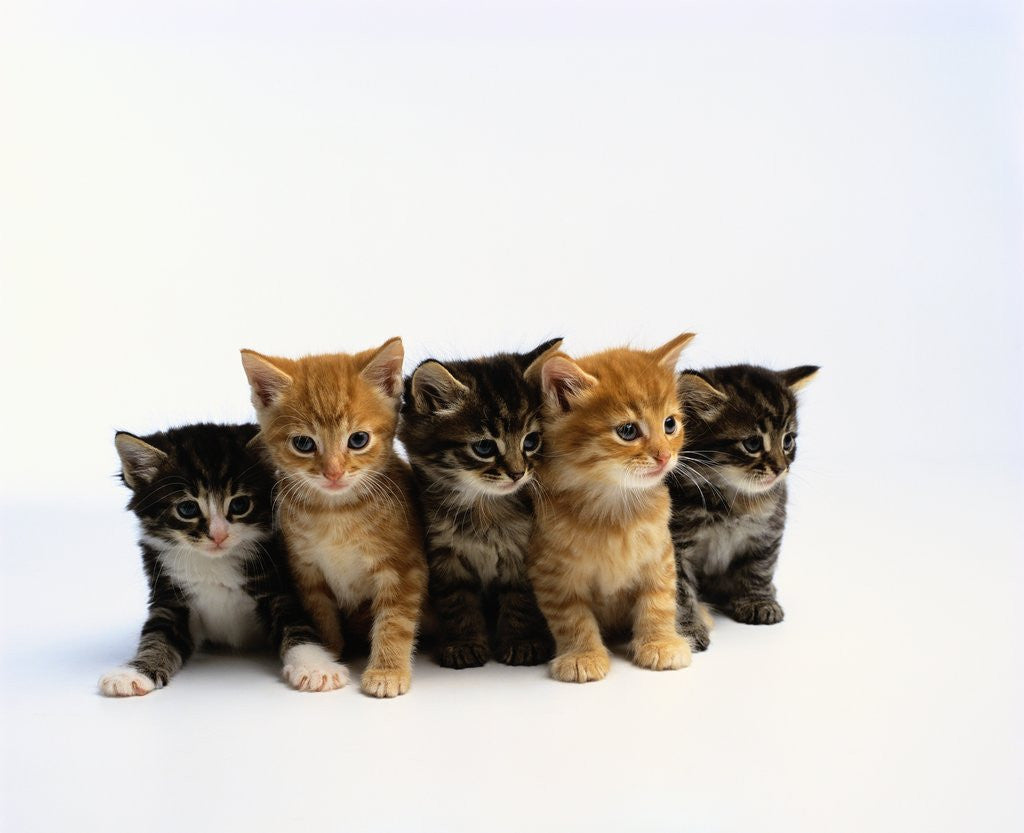 Detail of Five Tabby Kittens by Anonymous