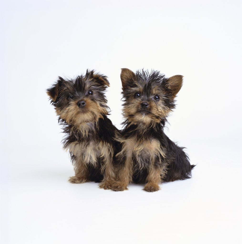 Detail of Pair of Yorkshire Terrier Puppies by Anonymous