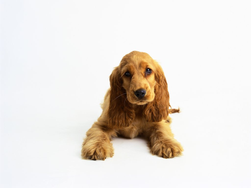 Detail of Cocker Spaniel Puppy by Anonymous
