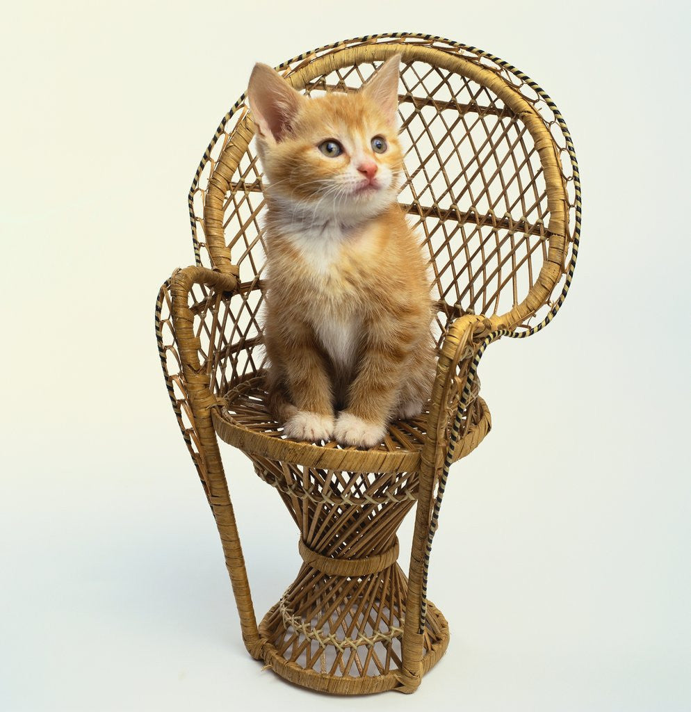 Detail of Kitten Sitting on Chair by Anonymous