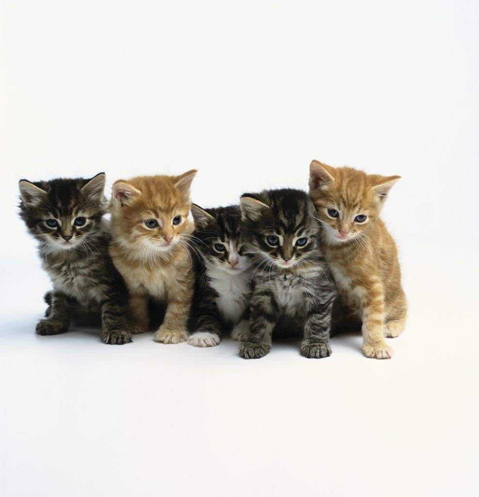 Detail of Five Tabby Kittens by Anonymous