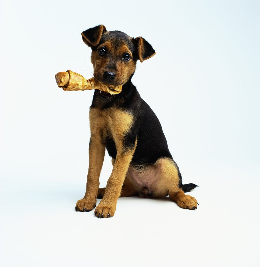 Detail of Puppy Holding a Bone by Corbis