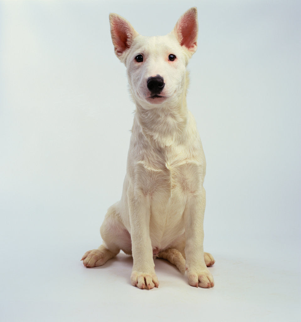 Detail of White Bull Terrier Puppy by Anonymous