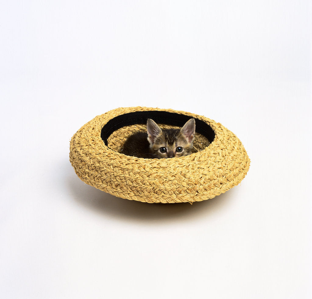 Detail of Gray Kitten Hiding in Hat by Anonymous