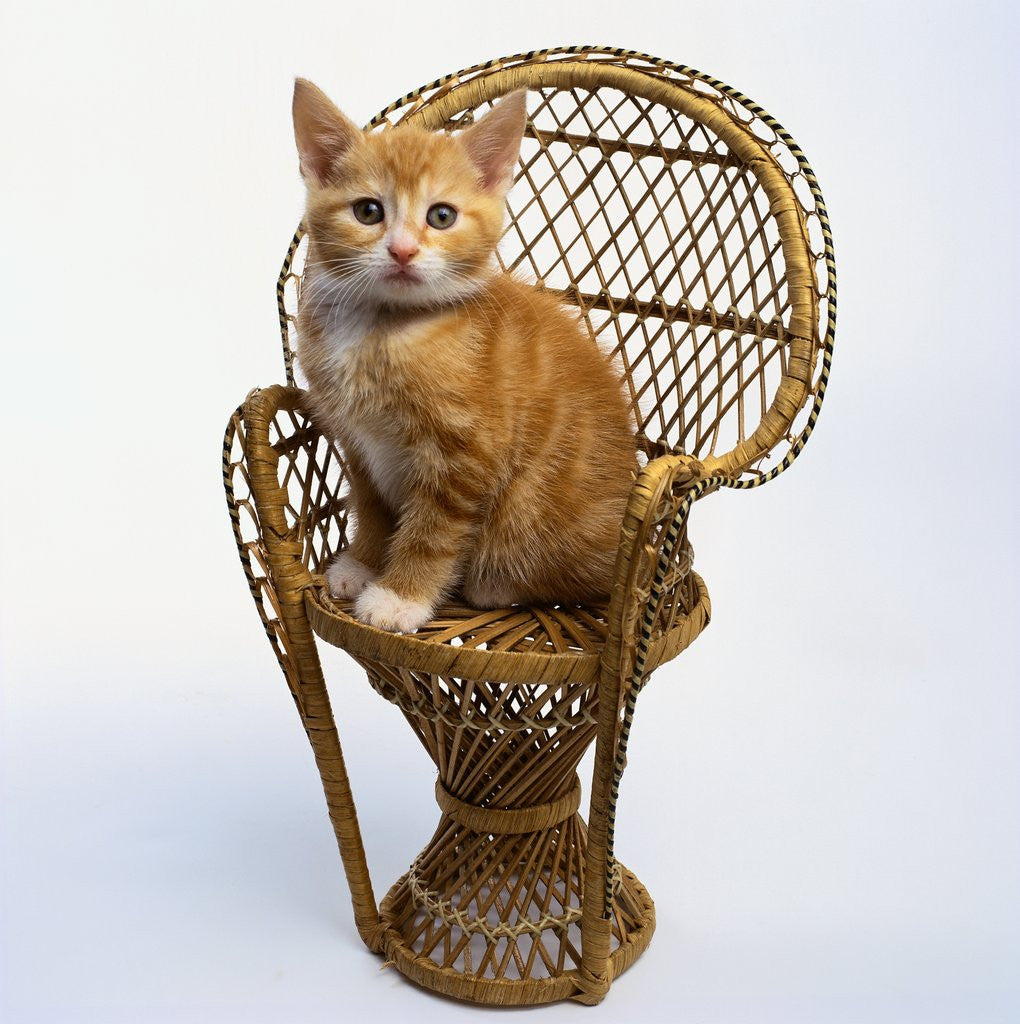 Detail of Kitten Sitting on Chair by Anonymous