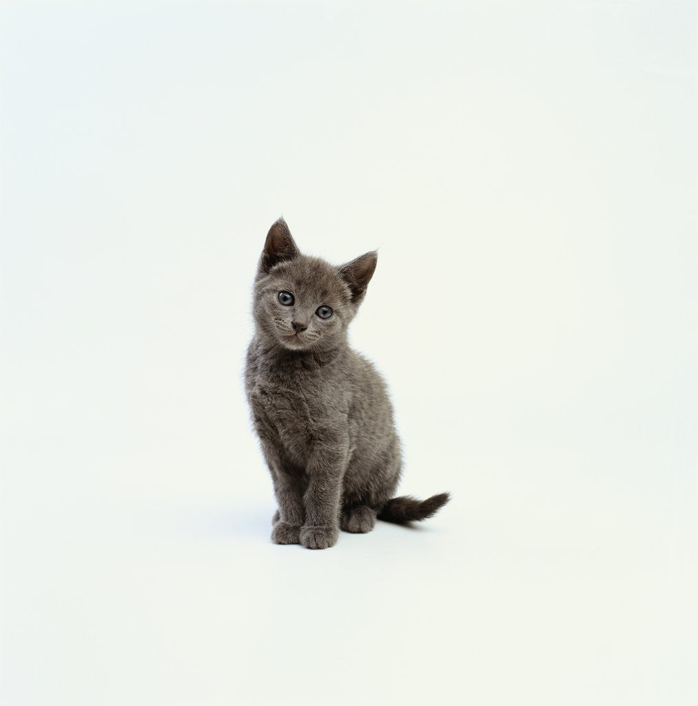 Detail of Gray Kitten by Anonymous