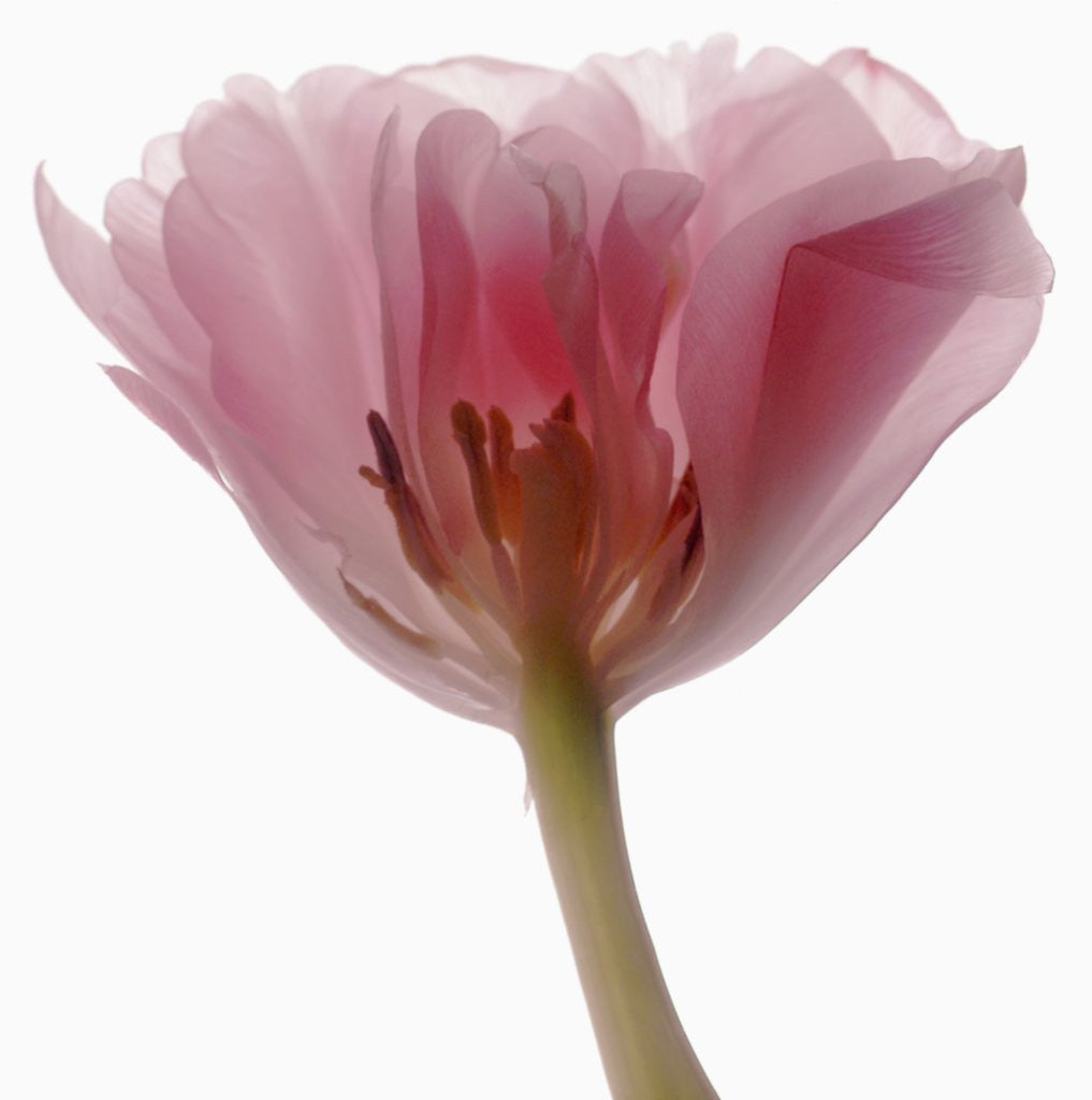 Detail of Tulipa 'Angelique' by Anonymous