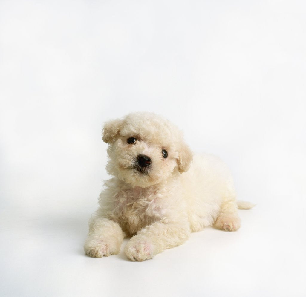 Detail of Bichon Frise Puppy by Anonymous