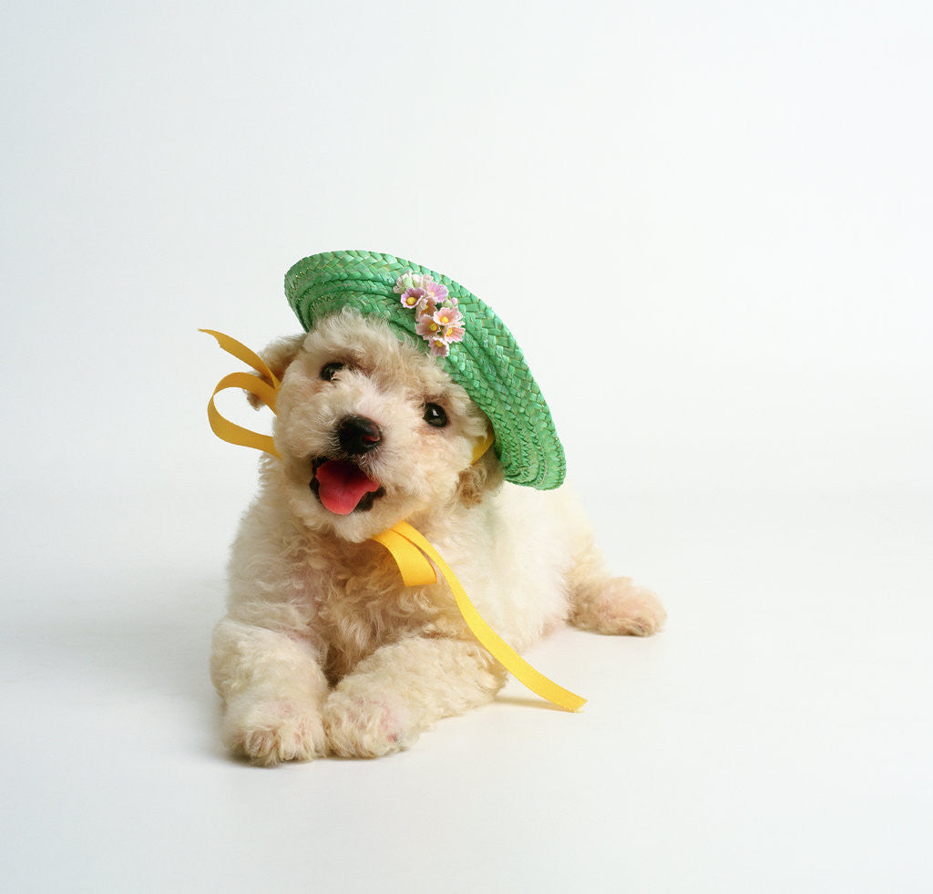 Detail of Bichon Frise Puppy Wearing Bonnet by Anonymous