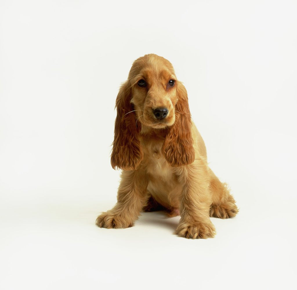 Detail of English Cocker Spaniel Puppy by Anonymous