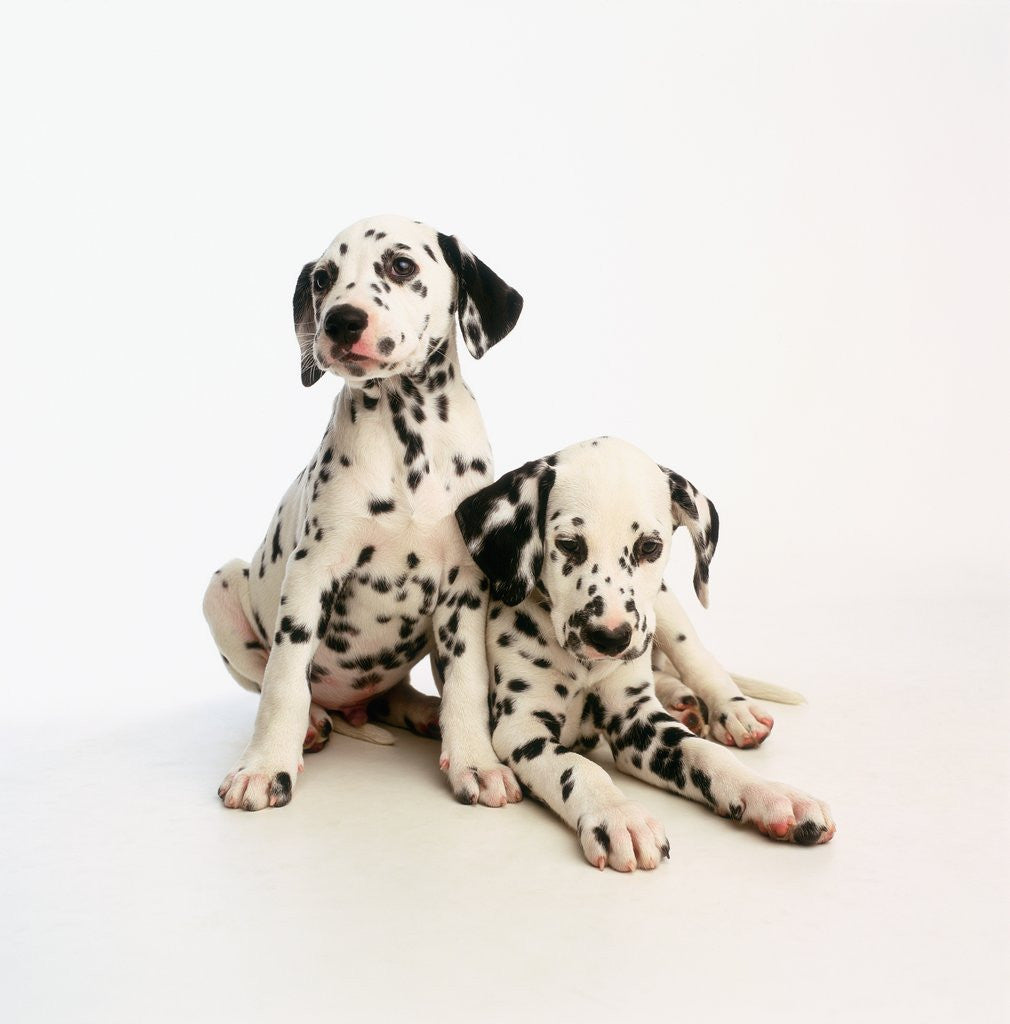 Detail of Dalmatian Puppies by Corbis