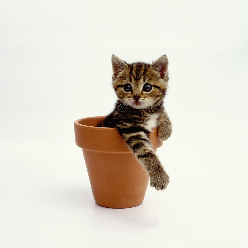 Detail of Kitten Sitting in Plant Pot by Anonymous