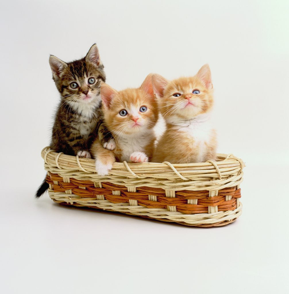 Detail of Kittens Sitting in Basket by Anonymous