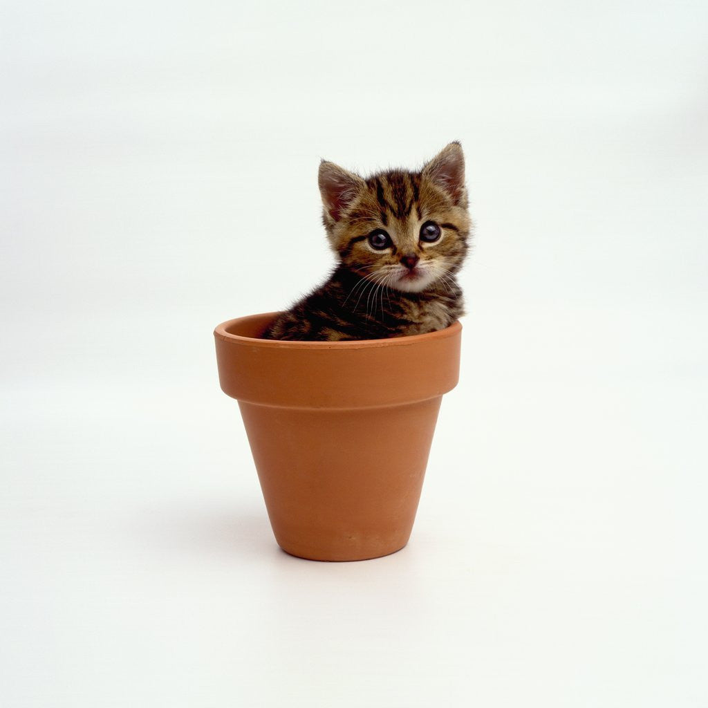 Detail of Kitten in Plant Pot by Anonymous