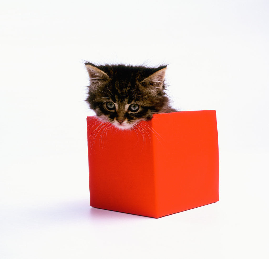 Detail of Kitten Sitting in Red Box by Anonymous